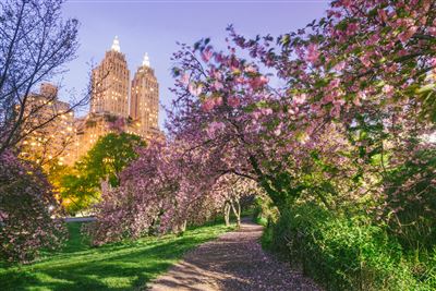 Kirschblüte im Central Park